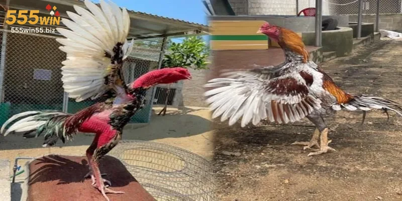 khai-niem-va-dac-diem-noi-bat-cua-da-ga-cua-sat-555win Khái niệm và đặc điểm nổi bật của đá gà cựa sắt 555win